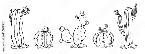 A set of sketches and doodles of blooming cacti. Vector graphics.