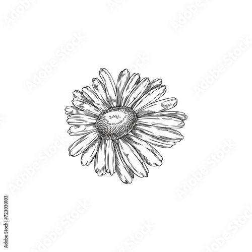 Chamomile single flower ink sketch.