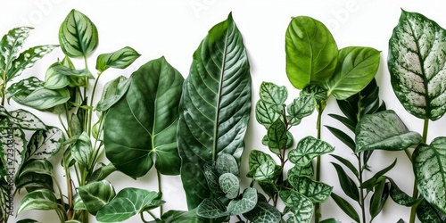 set of exotic big leaf green interior home plant for decoration and different foliage leaves and petals closeups cotout isolated on white background, Generative AI photo