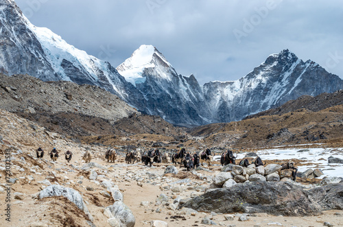 Yaks on the trail near Everest Base Camp in Nepal photo