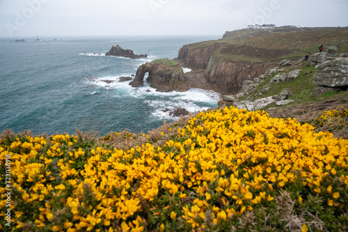 Enys Dodnan Arch with rough seas during a storm at Land's End in Celtic Sea, Penzance, Cornwall. Bright yellow gorse flowers by the Cornwall's rugged north coast.