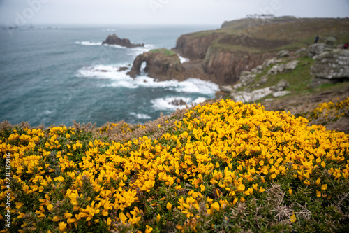 Enys Dodnan Arch with rough seas during a storm at Land's End in Celtic Sea, Penzance, Cornwall. Bright yellow gorse flowers by the Cornwall's rugged north coast. photo