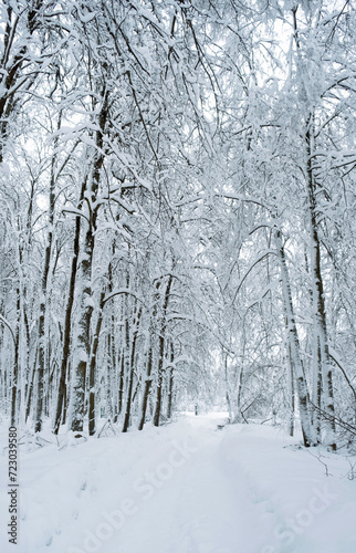 beautiful winter landscape. Frozen snowy trees in forest. Winter nature background. cold frosty weather season. Christmas and New Year time concept.