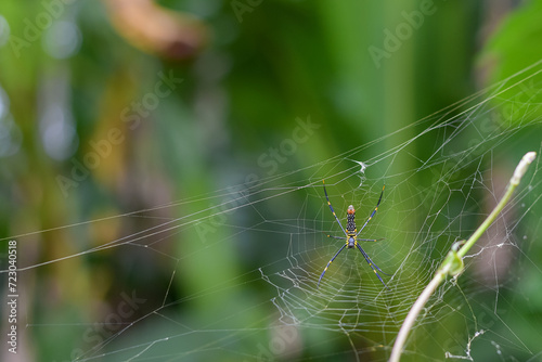 Spider in the nest waiting for prey