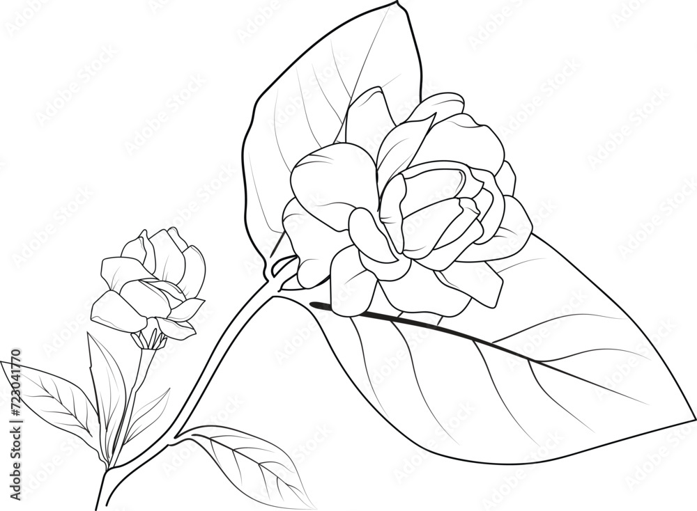 realistic jasmine flower drawing, art jasmine flower drawing, line art simple jasmine flower