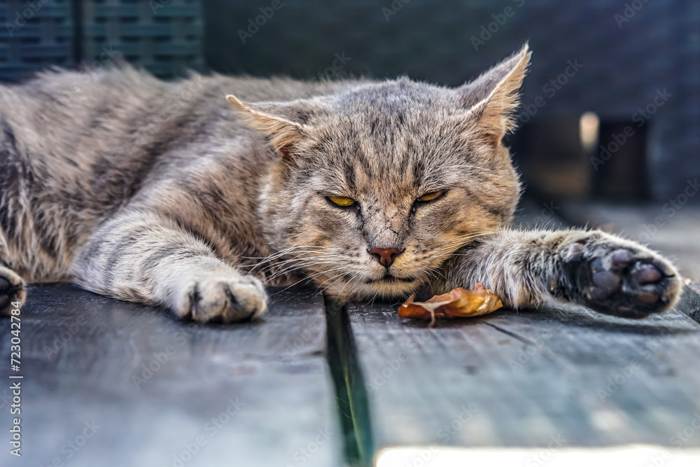 Naklejka premium Careless tomcat enjoys leisure time.