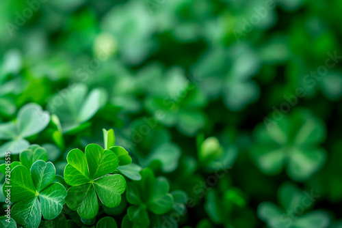 fresh three-leaved shamrocks background. St. Patrick`s day holiday symbol