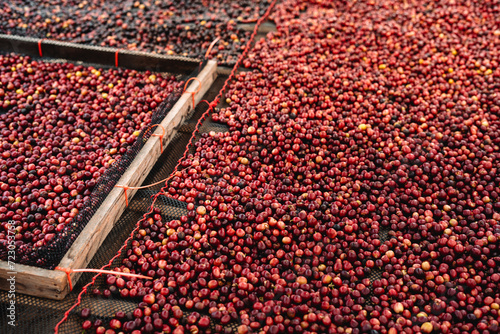 Coffee cherry beans are drying in the greenhouse photo