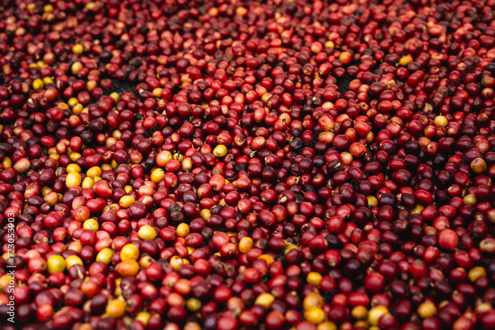 Coffee cherry beans are drying in the greenhouse Coffee cherry beans are drying in the greenhouse