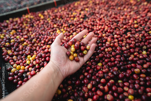 Coffee cherry beans in hand checking for good coffee beans photo