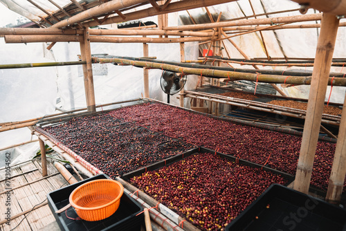 Coffee cherry beans are drying in the greenhouse photo