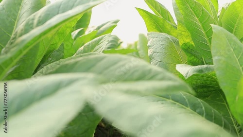 Rural tobacco plantation lush green field of tobacco leaves in the heart of the countryside, Tobacco agriculture in a country field, Tobacco leaf tree, cigarette product from tobacco.