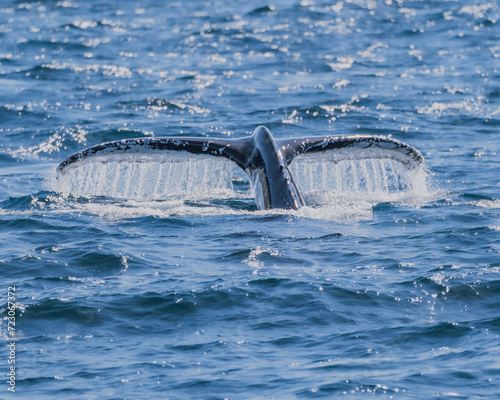 Seascape with Whale tail