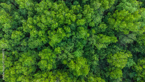 Aerial view of mangrove forest in Aceh © Azmil