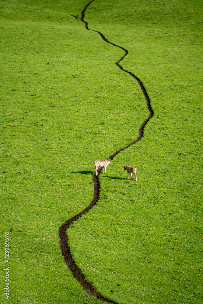 Fototapeta premium Cow and calf walking along a trail in the meadow