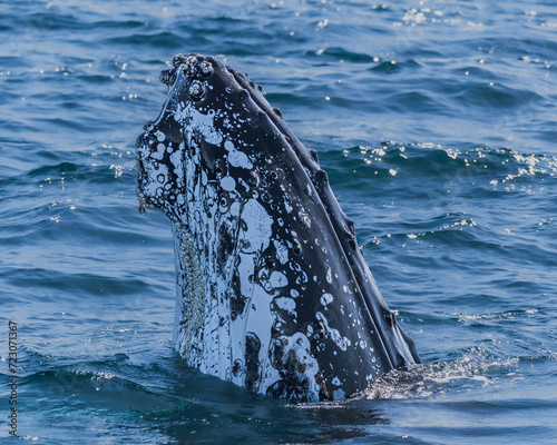 Whale head inside the ocean water