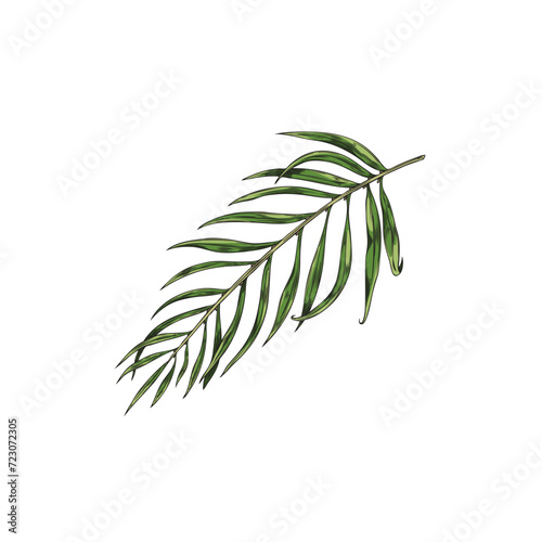 Exotic tropical palm leaf of acai berries sketch vector illustration isolated. © sabelskaya