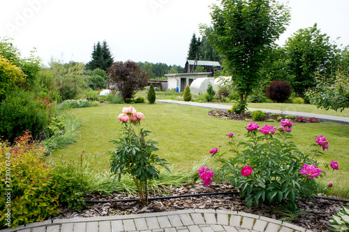 Rose flowers in flower bed in the garden. Green lawn, various deciduous plants, trees and greenhouse. Mulching flower beds with bark. Decorative Landscaping Design on sunny summer day.