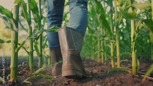 corn farming. a farmer walks next to a field of corn close-up of his feet in rubber boots. agriculture business corn lifestyle maize concept. farmer feet in rubber boots with a shovel