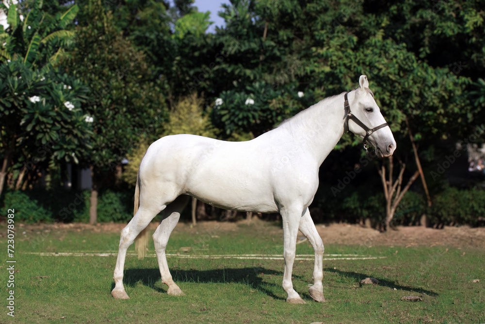 White horse in the field, Portrait of a white horse, Marwari horse White horse in the field, Portrait of a white horse, Marwari horse