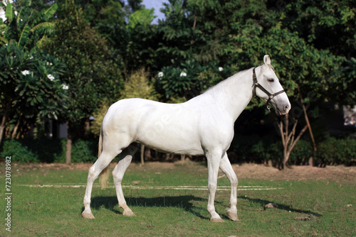 White horse in the field, Portrait of a white horse,  Marwari horse © Tory