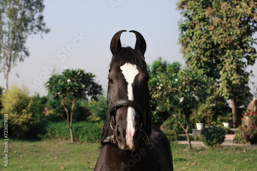 Brown horse in the field, Portrait of a brown horse,  Marwari horse photo