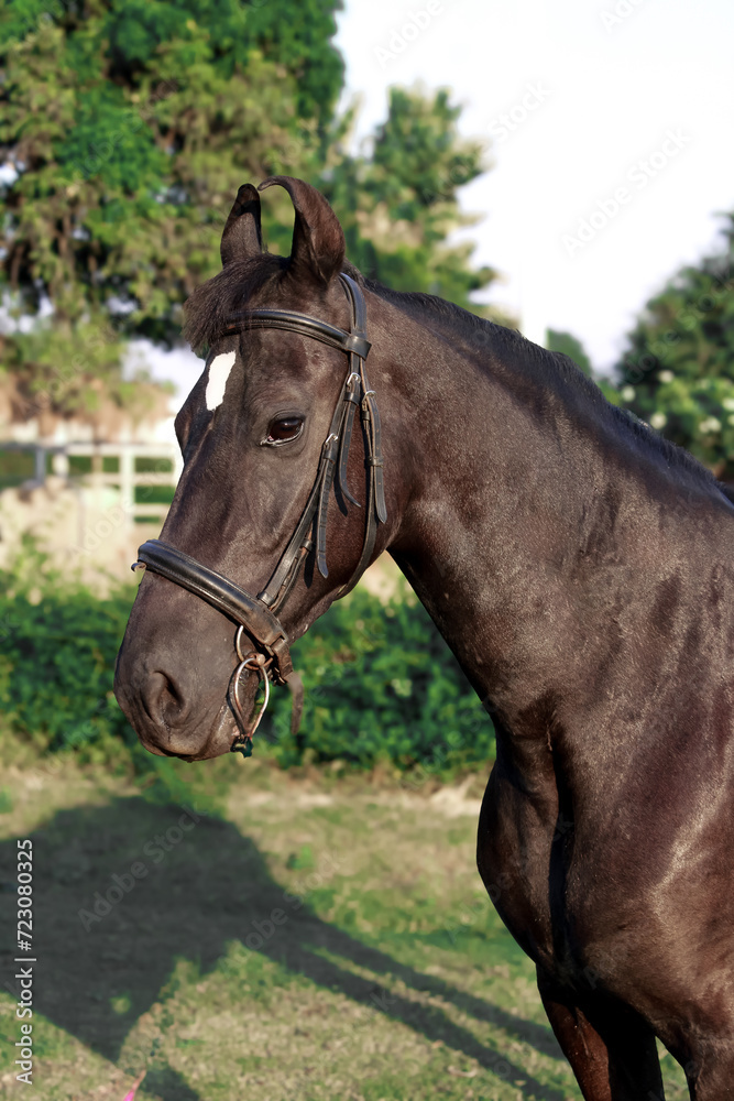 Brown horse in the field, Portrait of a brown horse,  Marwari horse