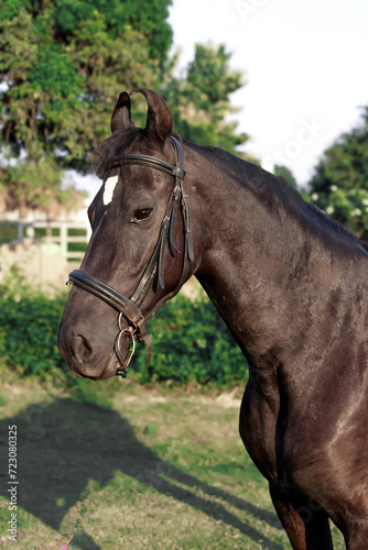 Brown horse in the field, Portrait of a brown horse,  Marwari horse © Tory