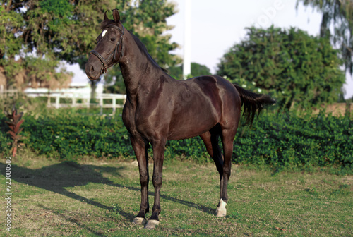 Brown horse in the field, Portrait of a brown horse, Marwari horse