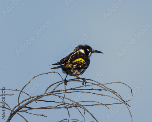 New Holland Honeyeater