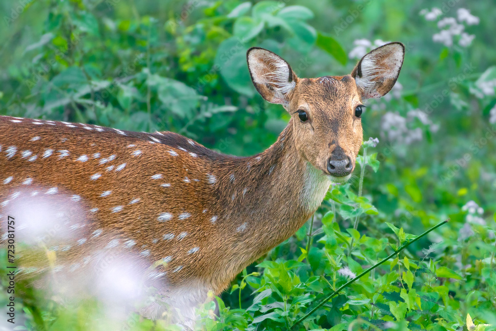 Fototapeta premium Indian Spotted deer, female.