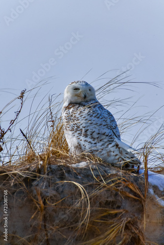 The Snowy Owl (Bubo scandiacus), a rare migratory bird sits among the grass on a sand dune near the ocean
