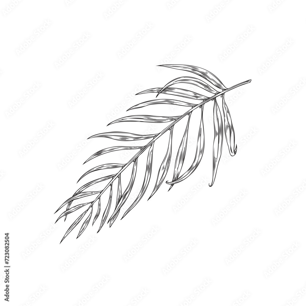 Obraz premium Acai palm branch with leaves, hand drawn sketch vector illustration isolated.