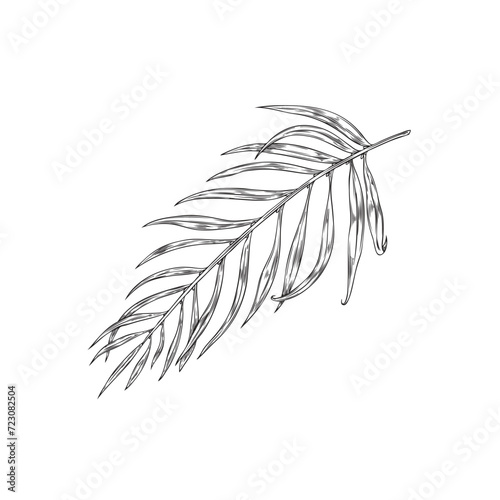 Acai palm branch with leaves, hand drawn sketch vector illustration isolated.