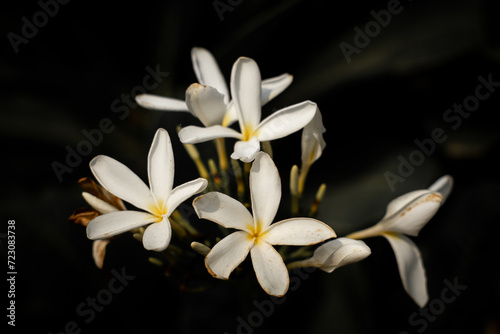 White frangipani flower on a black background 