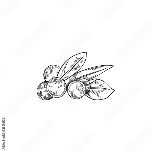 Acai berries with leaves, hand drawn sketch style vector illustration isolated.