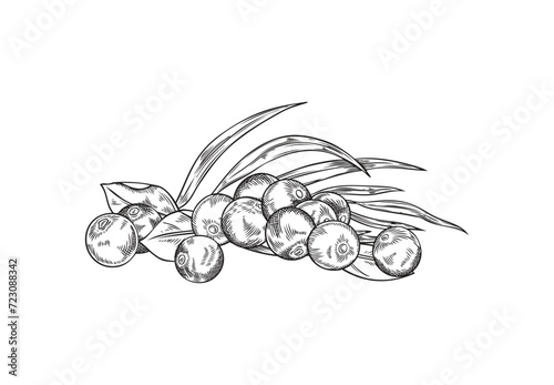 Acai berries heap vector engraved hand drawn illustration of pile berries and leaves, fresh natural fruit superfood