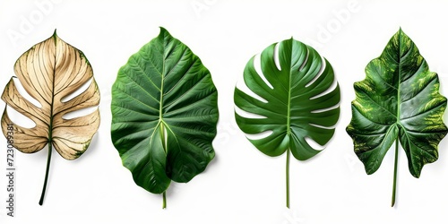 set of exotic big leaf green interior home plant for decoration and different foliage leaves and petals closeups cotout isolated on white png background, Generative AI photo