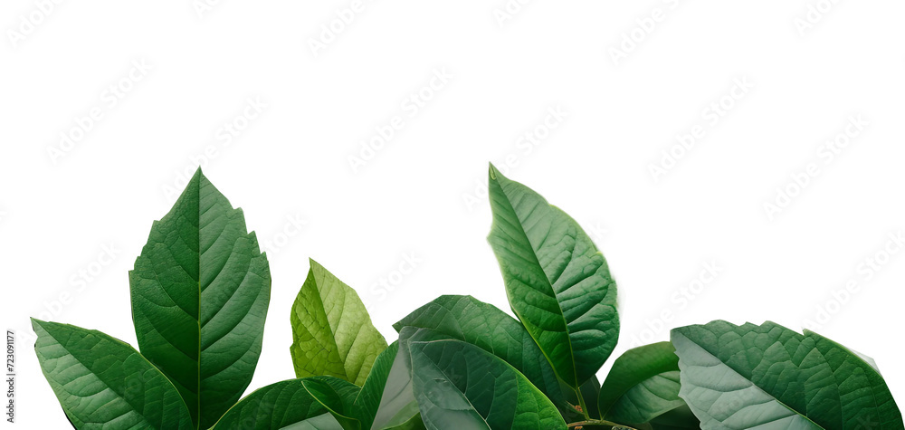 green leaves frame on a transparent background green leaves frame on a transparent background
