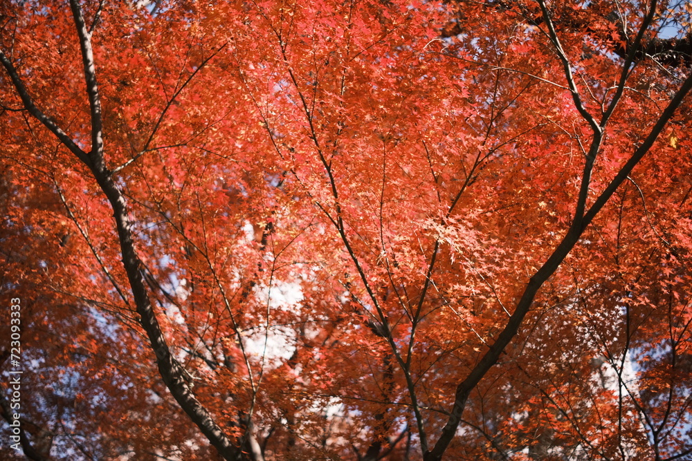 紅葉しているもみじ