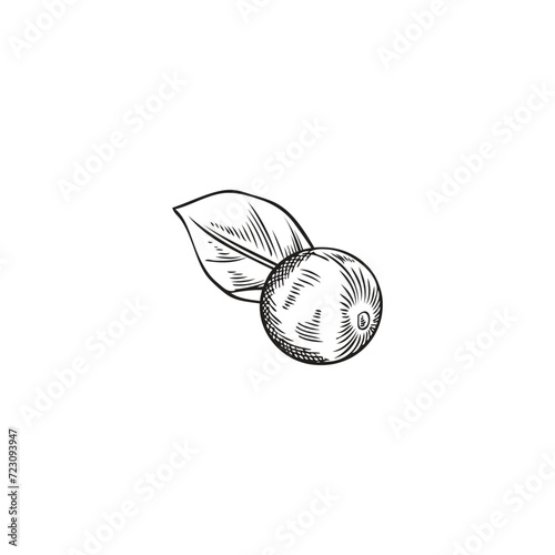 Acai berry with leave sketch vector illustration