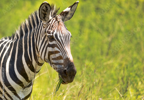 Zebras in Rwanda National Park