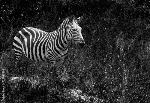 Zebras in Rwanda National Park