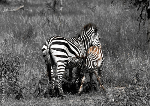 Zebras in Rwanda National Park