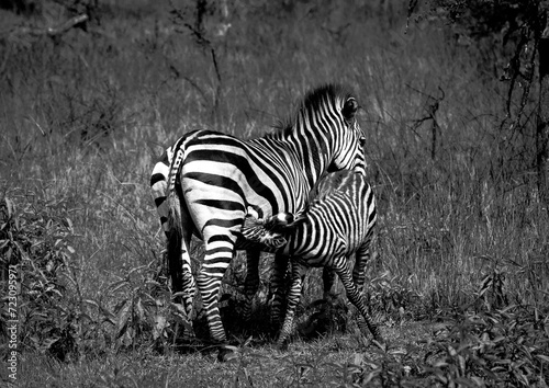 Zebras in Rwanda National Park