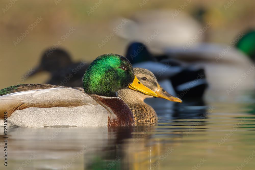 Obraz premium mallard ducks swimming in a pond in the morning light