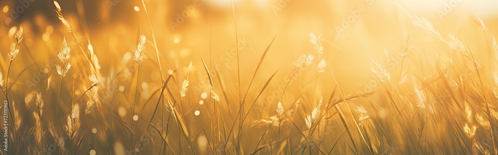 The summer sun blankets the green grass with a golden warmth, painting a serene landscape. The summer sun blankets the green grass with a golden warmth, painting a serene landscape.