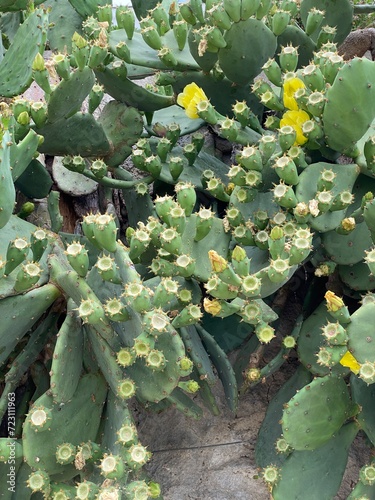 Opuntia ficus indica cactus prickly pear blooms yellow in Croatia