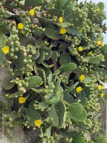 Opuntia ficus indica cactus prickly pear blooms yellow in Croatia