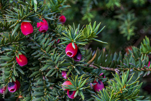 christmas tree branches